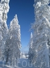 Фотография Горнолыжные курорты Тахко